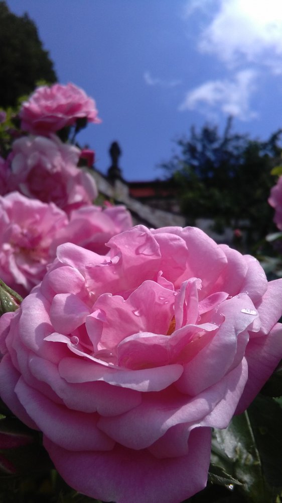 Zámecké zahrady zvou na prohlídky s rozkvetlými růžemi - Stekník