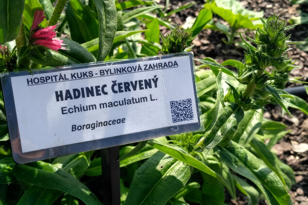 Víkend otevřených zahrad v bylinkové zahradě hospitálu Kuks