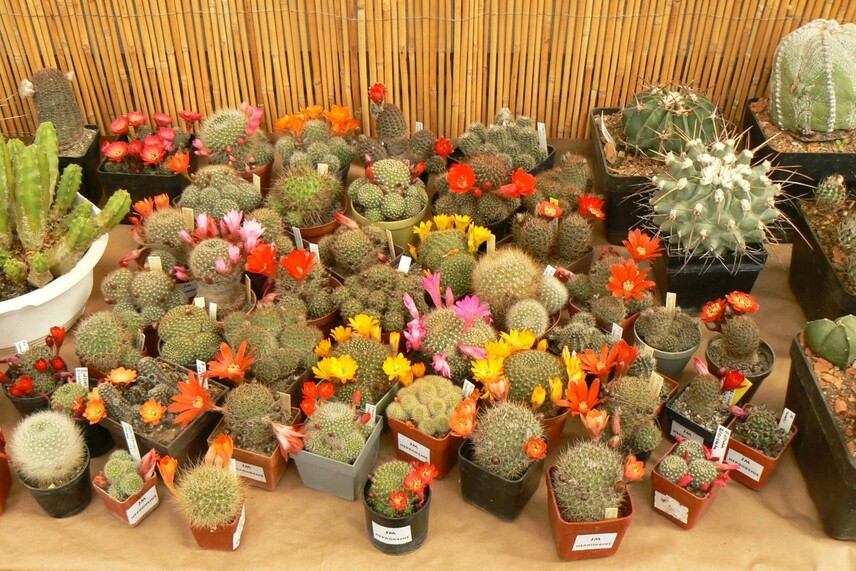 Výstava kaktusů na zámku Libochovice 2023